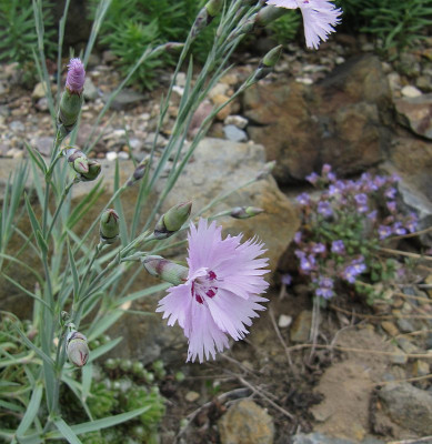 IMG_6239_Dianthus_25Mai2019_.jpg