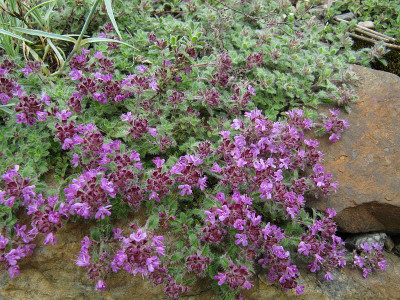 IMG_6243_Thymus_25Mai2019_.jpg