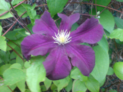 unbekannte_clematis_hybride.JPG