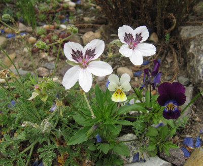 IMG_6258_Erodium_petraeum_glandulosum_25Mai2019_.jpg