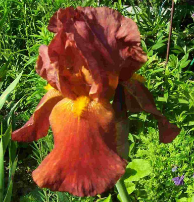 100_7813 Fuchsjagd.jpg