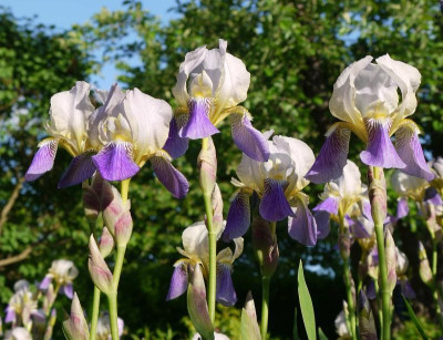 iris2.jpg