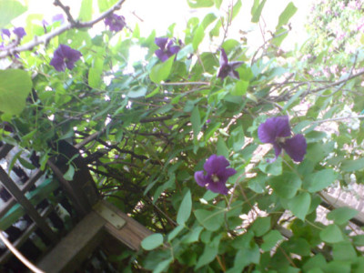 clematis_the_president_an_der_pergola.JPG