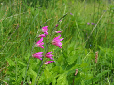 Gladiolus communis P5240003.JPG