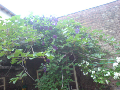 clematis_the_president_an_der_pergola_2.JPG