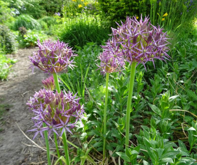 Allium christophii Mai 2019.JPG