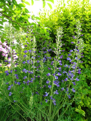 Baptisia australis minor Mai 2019.JPG