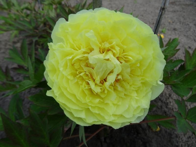 Paeonia Yellow Crown Mai 2019.JPG