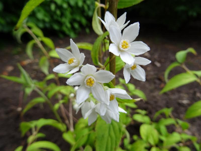 Deutzia setchuenensis Mai 2019.JPG