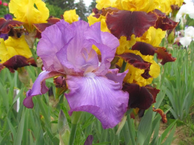 Amenthyst Flame.jpg
