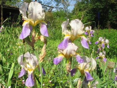 I_Natura_Rheinelfe_IMG_6034.JPG