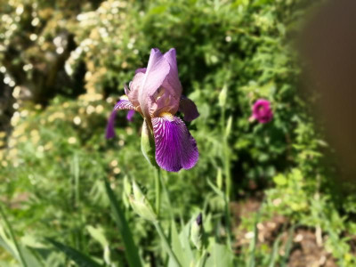 Iris_sambucina_20180519_162332.jpg