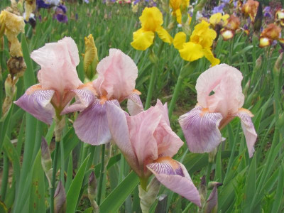 Paradise Pink Slg.jpg