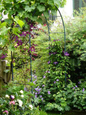 Juni_03_clematis_am_rebenbogen.jpg