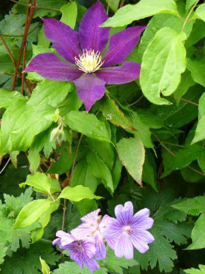 Juni_03_clematis_TheVagabond_und_geranium_platypetalum.jpg