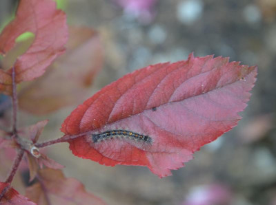 DSC_9677.JPG