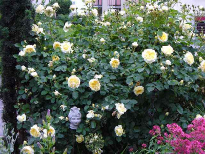 Juni_03_rose_ThePilgrim.jpg