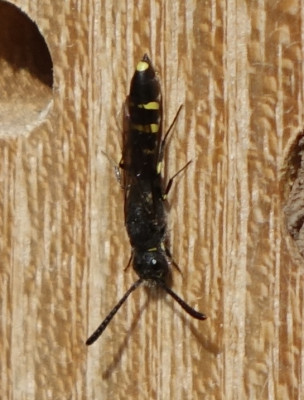 biene9.jpg
