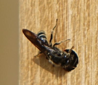 biene10.jpg