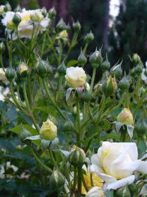 Juni_03_rose_ThePilgrim_Knospenmeer.jpg