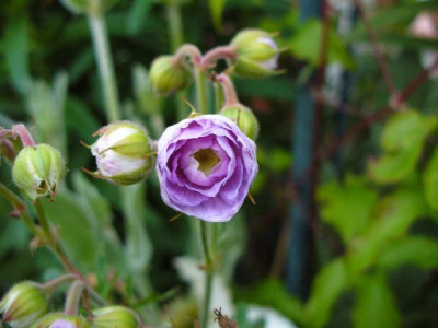 Juni_03_geranium_pratense_SummerSkies_detail1.jpg