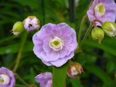 Juni_03_geranium_pratense_SummerSkies_detail.jpg