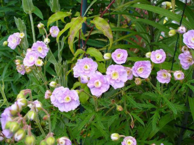 Juni_03_geranium_pratense_SummerSkies.jpg