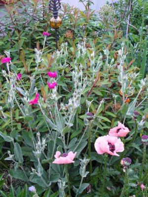 Juni_03_papaver-orientale_KleineTanzerin.jpg