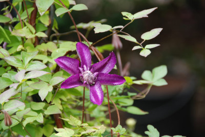 Clematis-Cassis-2-k.jpg