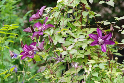 Clematis-Cassis-k.jpg