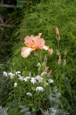 Hinterer Garten 5 2019.004.jpg
