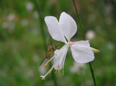 Gaura-lindh-2.jpg