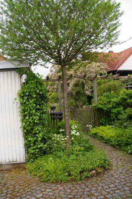 Vorgarten 5 2019.001.jpg