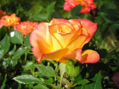 Rosenblute.jpg