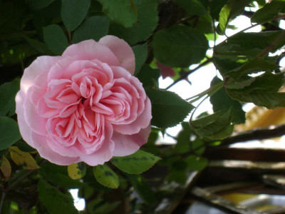 DSC02805.JPG
