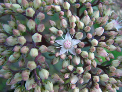 Sedum-1.jpg