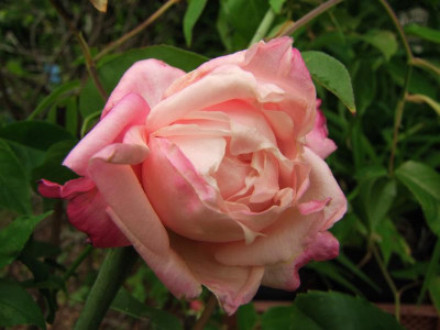 26.05.2019 12-15-53_9343.jpg