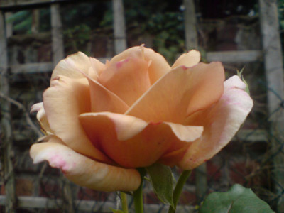 cafe_1_07.JPG