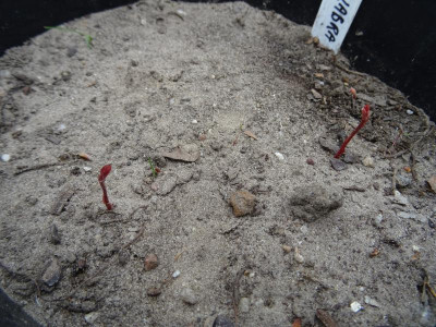 Carya glabra megacarpa Germination May 2019.JPG