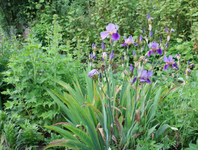 iris1.jpg