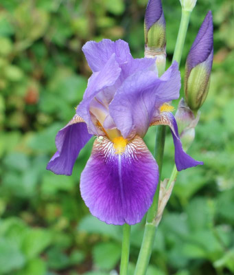 iris.jpg