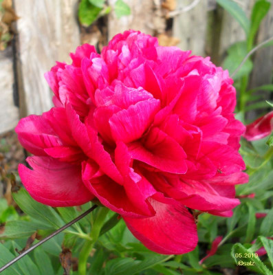 Pfingstrose 05 2019.jpg