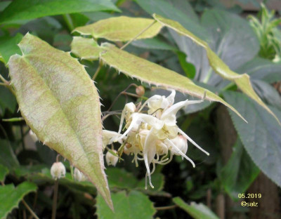 Epimedium 2019 03.jpg