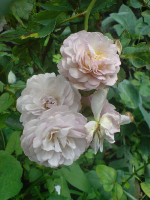 florence_delattre_8.JPG