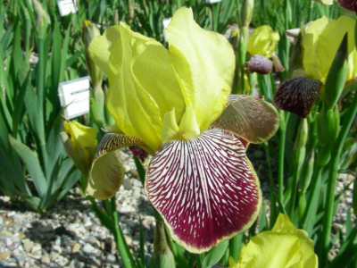 P Gajus 1917 Bliss DSCN7396.JPG