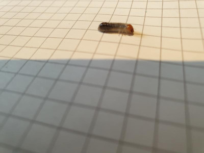 20190526_204251.jpg