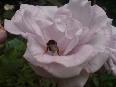 tarde_gris_mit_hummel.JPG