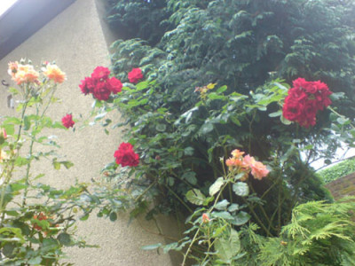 westerland_mit_roter_kletterrose.JPG