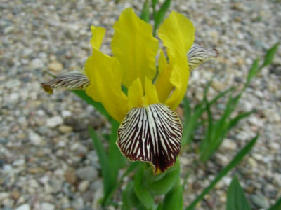 P Iris variegata 5  [CZ (H)]  DSCN7004.JPG