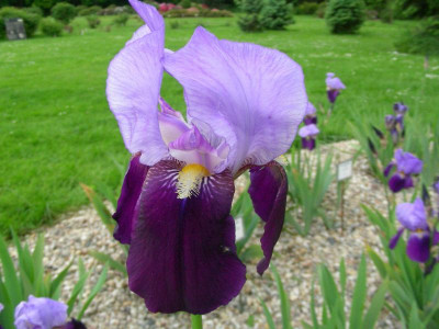 P Iris germanica s.l.cult.Monodendri DK (GR) DSCN7000.JPG